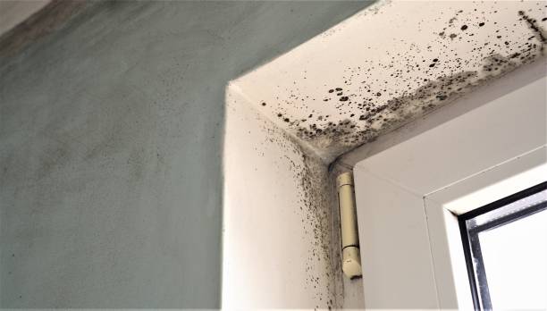Best Commercial Mold Inspection  in Graysville, AL