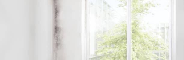 Best Industrial Mold Remediation  in Graysville, AL