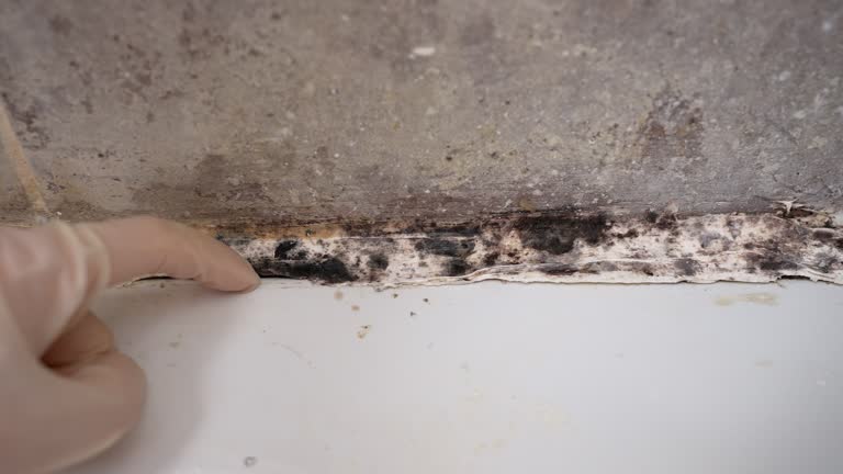 Best Residential Mold Inspection & Testing  in Graysville, AL