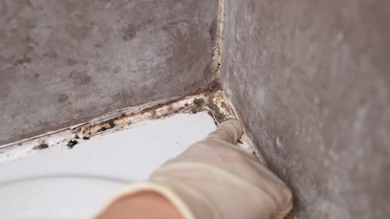 Best Basement Mold Removal  in Graysville, AL